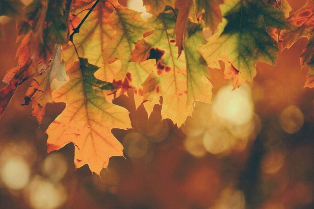 Photosynthèse rôle couleur feuilles