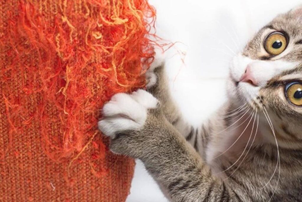 Comprendre comportement destructeur chat